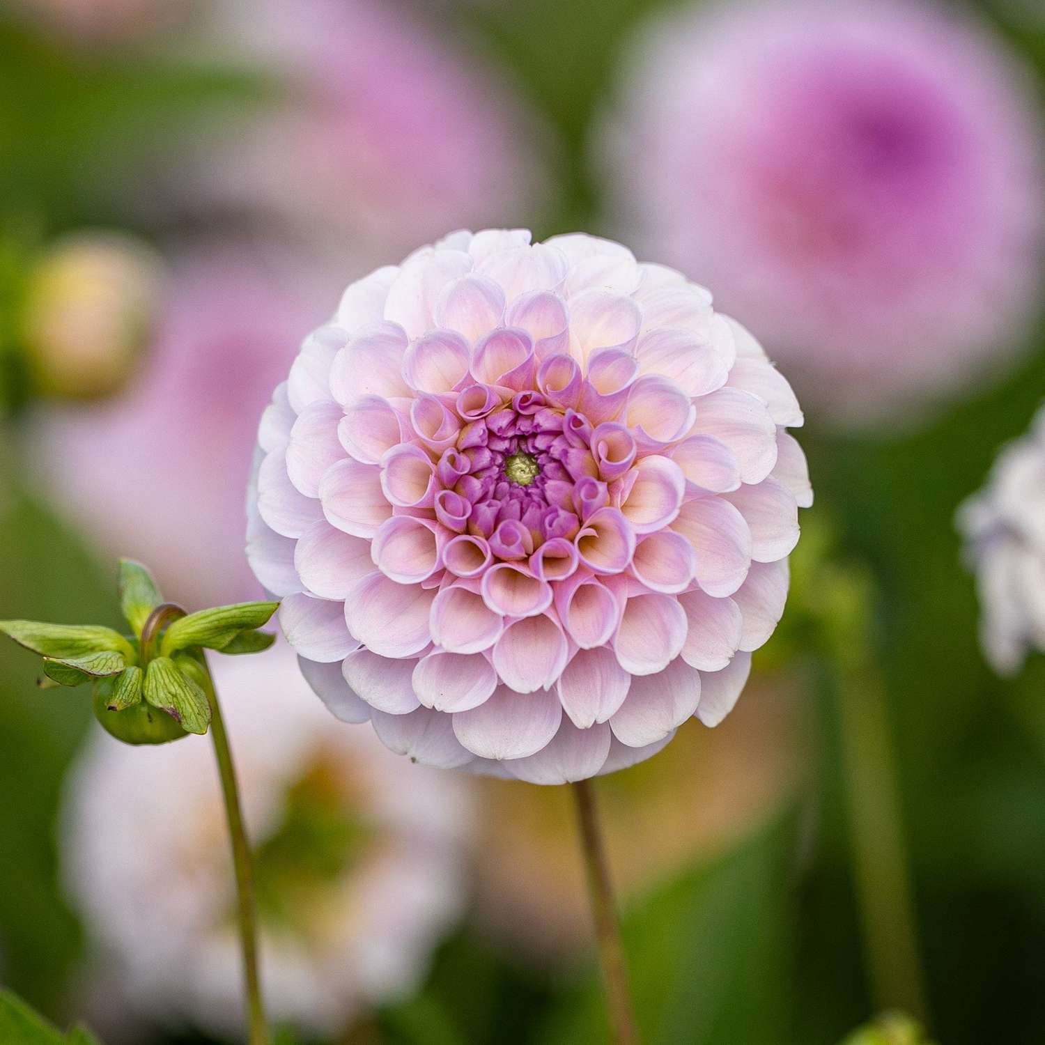 Dahlia 'Stolze Von Berlin'